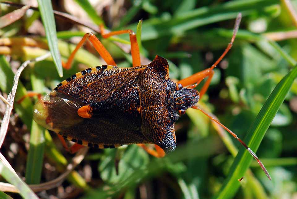 Pentatomidae: Pentatoma rufipes del Trentino